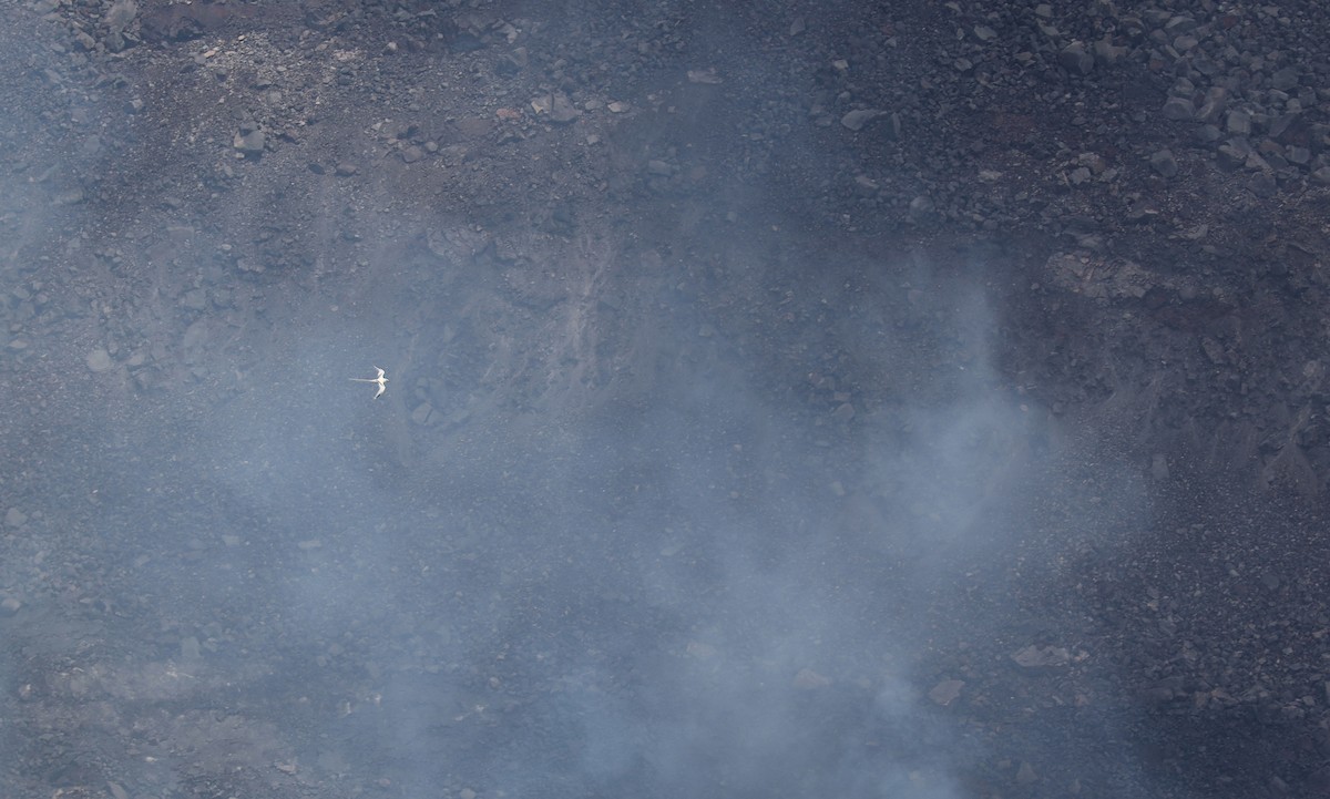 White-tailed Tropicbird - ML589993531