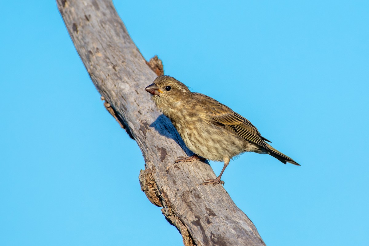 Purple Finch - ML589993801