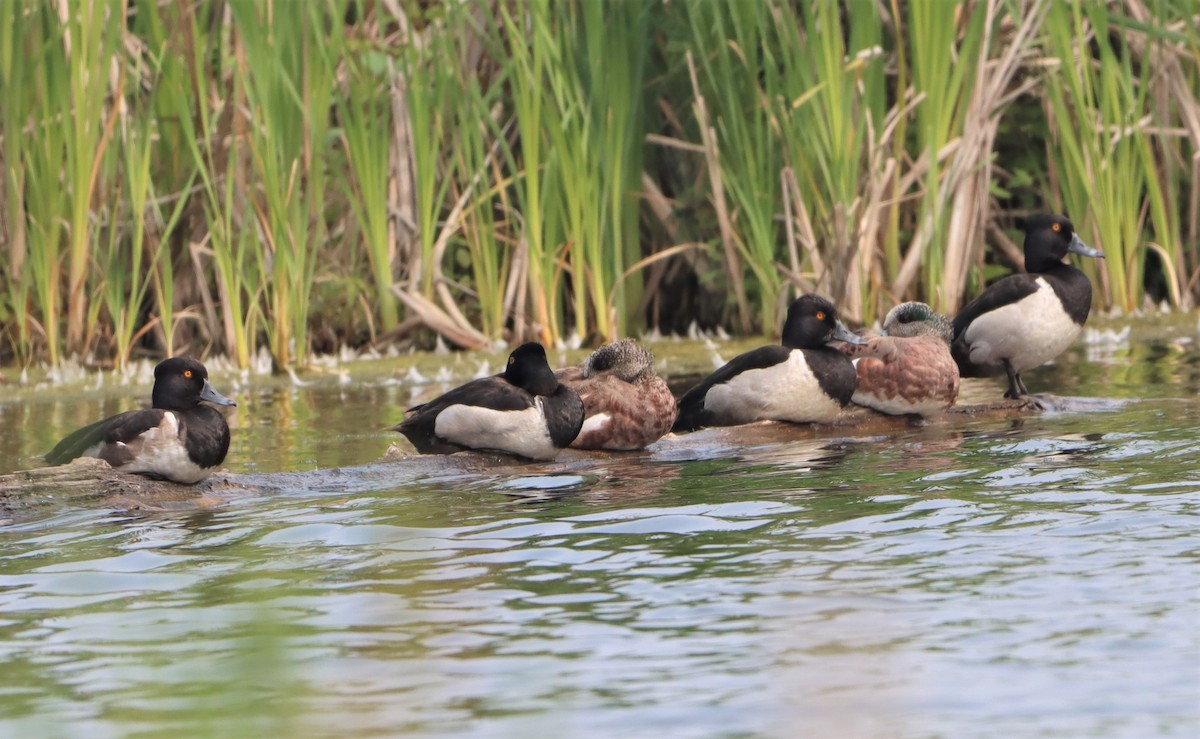 Ring-necked Duck - Michel Marsan