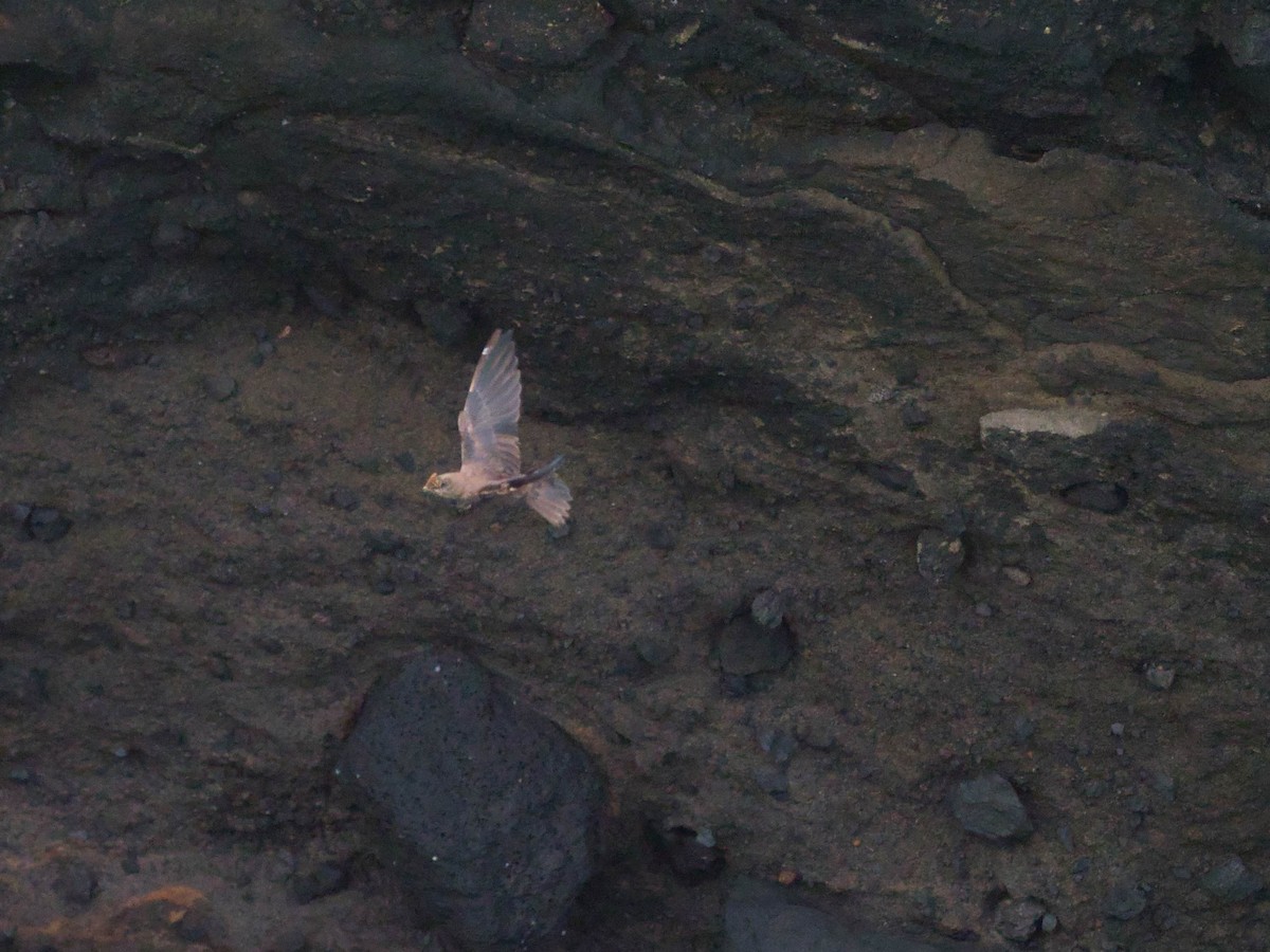 Galapagos Martin - ML589993931