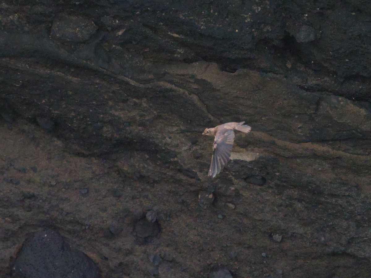 Galapagos Martin - ML589993941