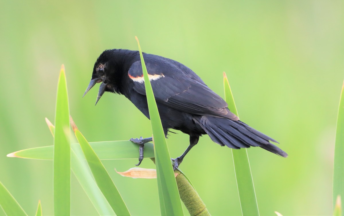 Red-winged Blackbird - Michel Marsan