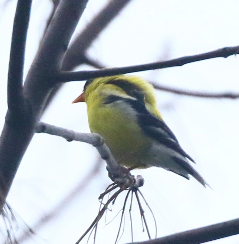 American Goldfinch - ML589995071