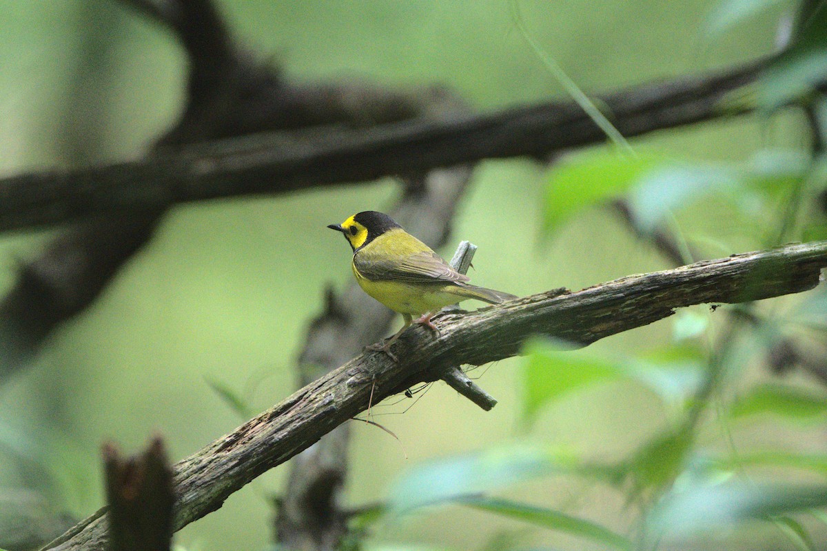 Hooded Warbler - ML589995201