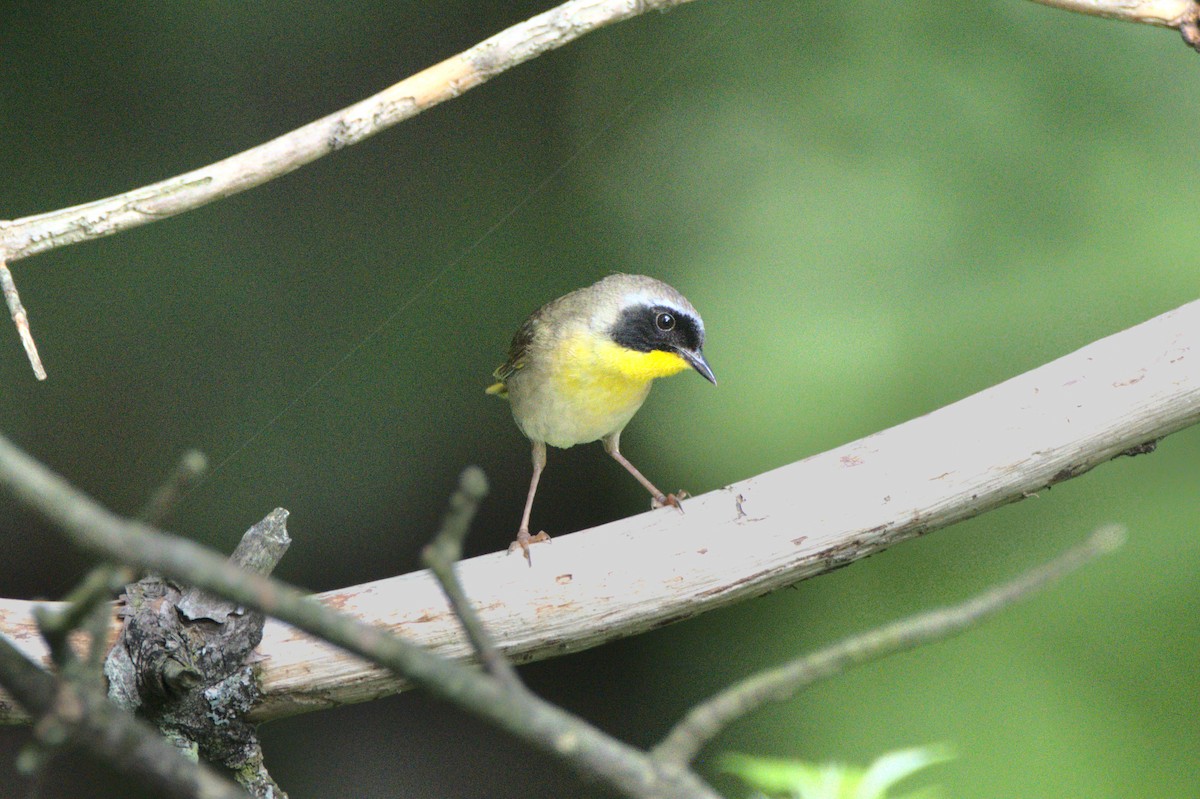 Common Yellowthroat - ML589995281