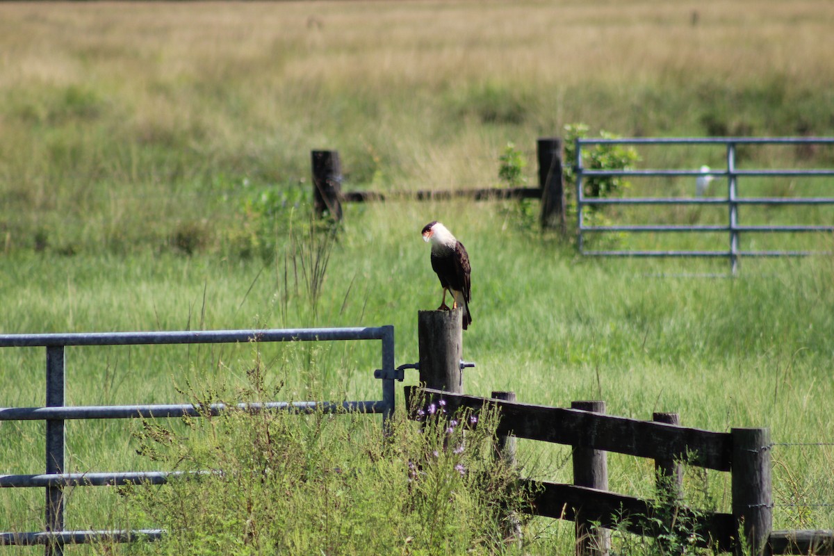 Crested Caracara - ML589995651