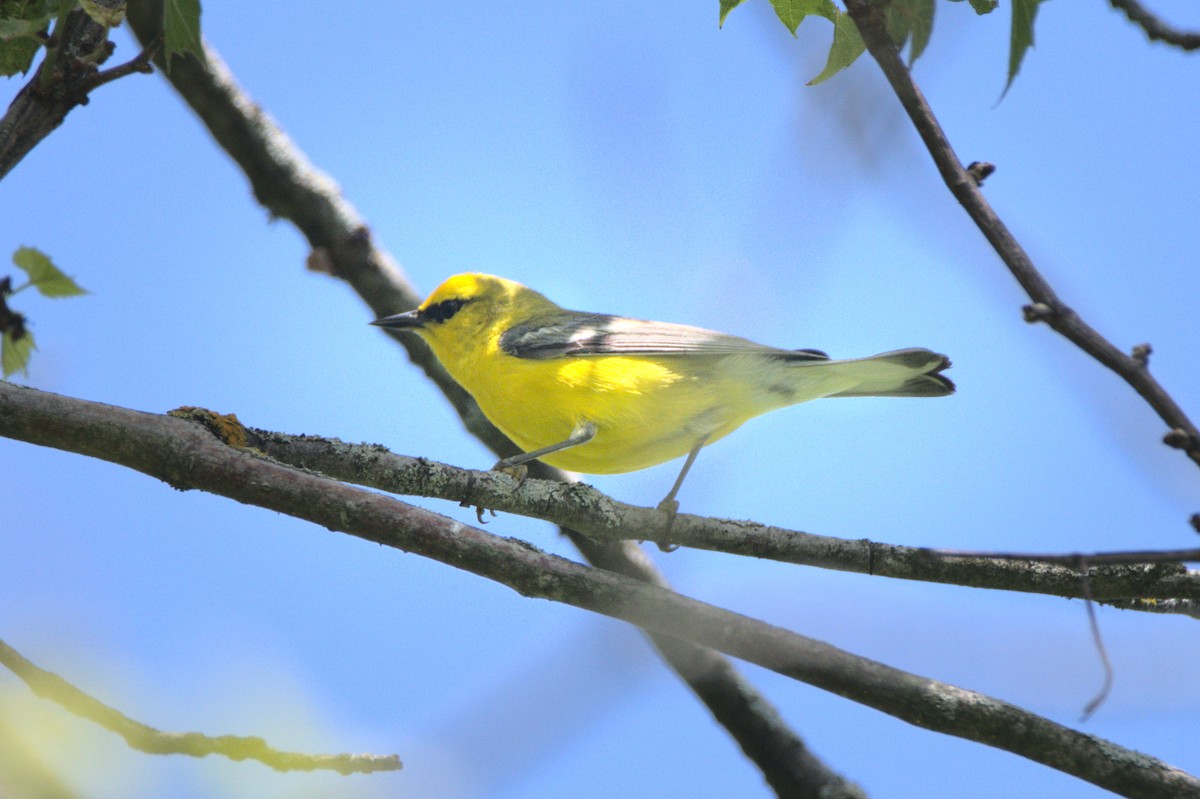 Blauflügel-Waldsänger - ML589995761