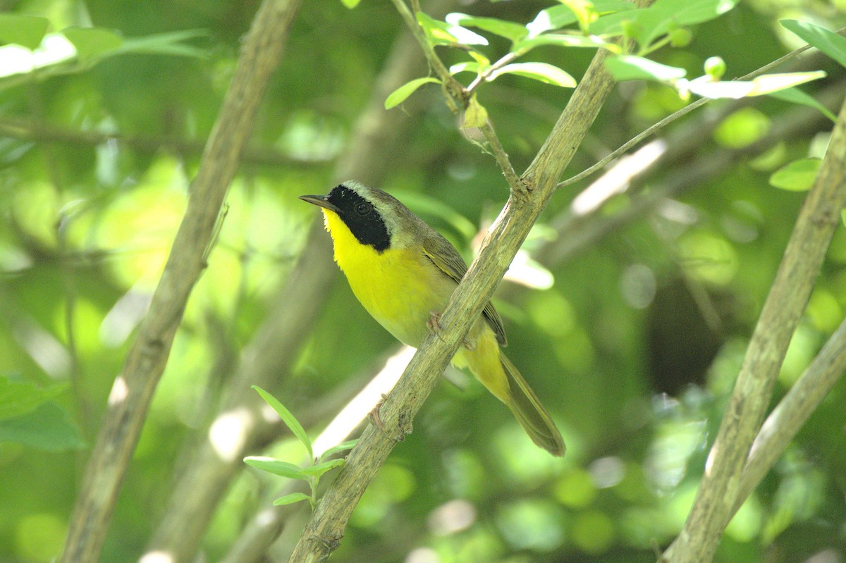 Common Yellowthroat - ML589995941