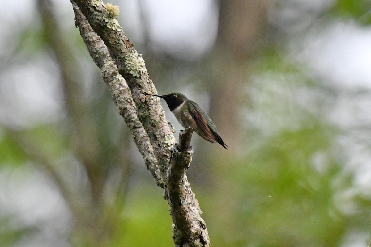 Ruby-throated Hummingbird - ML589996341