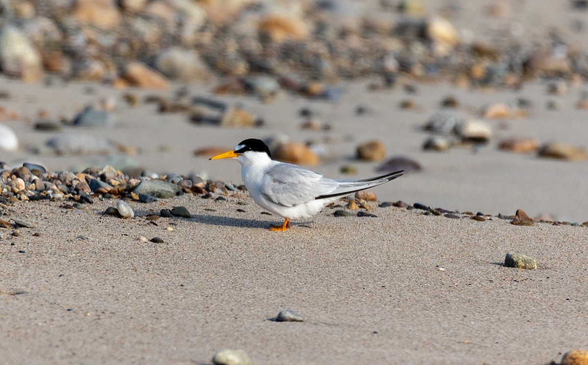 Least Tern - ML589996441