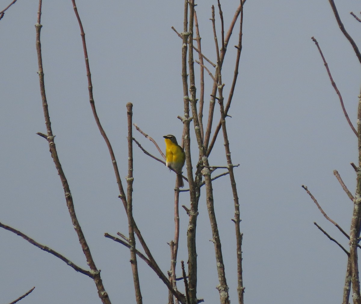 Yellow-breasted Chat - ML589997581