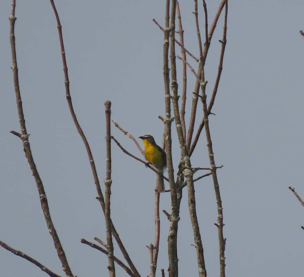 Yellow-breasted Chat - ML589997621
