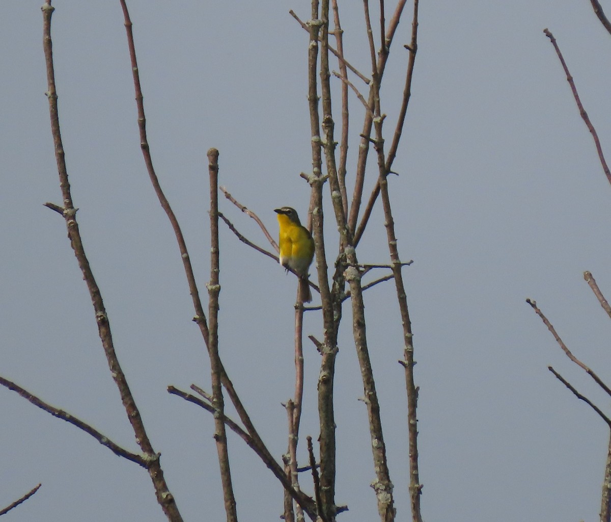 Yellow-breasted Chat - ML589997701