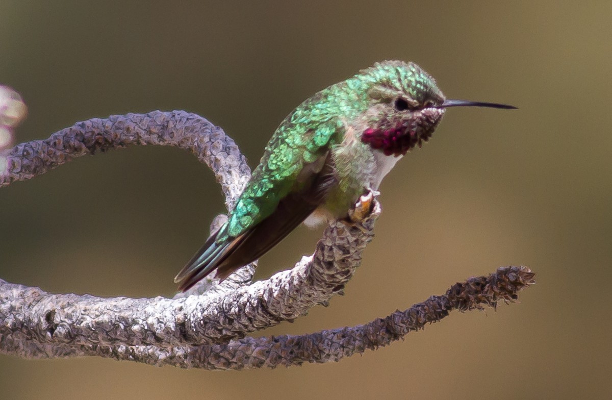 Broad-tailed Hummingbird - Nick Pulcinella