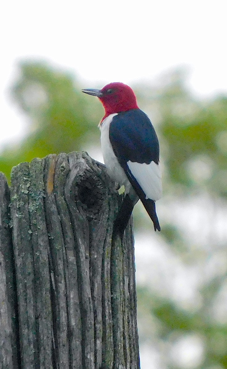 Red-headed Woodpecker - ML589999541