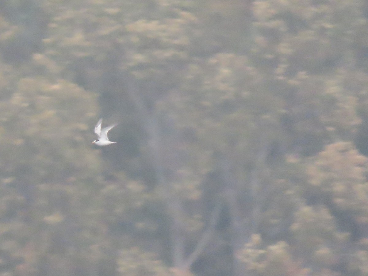 Least Tern - ML589999831