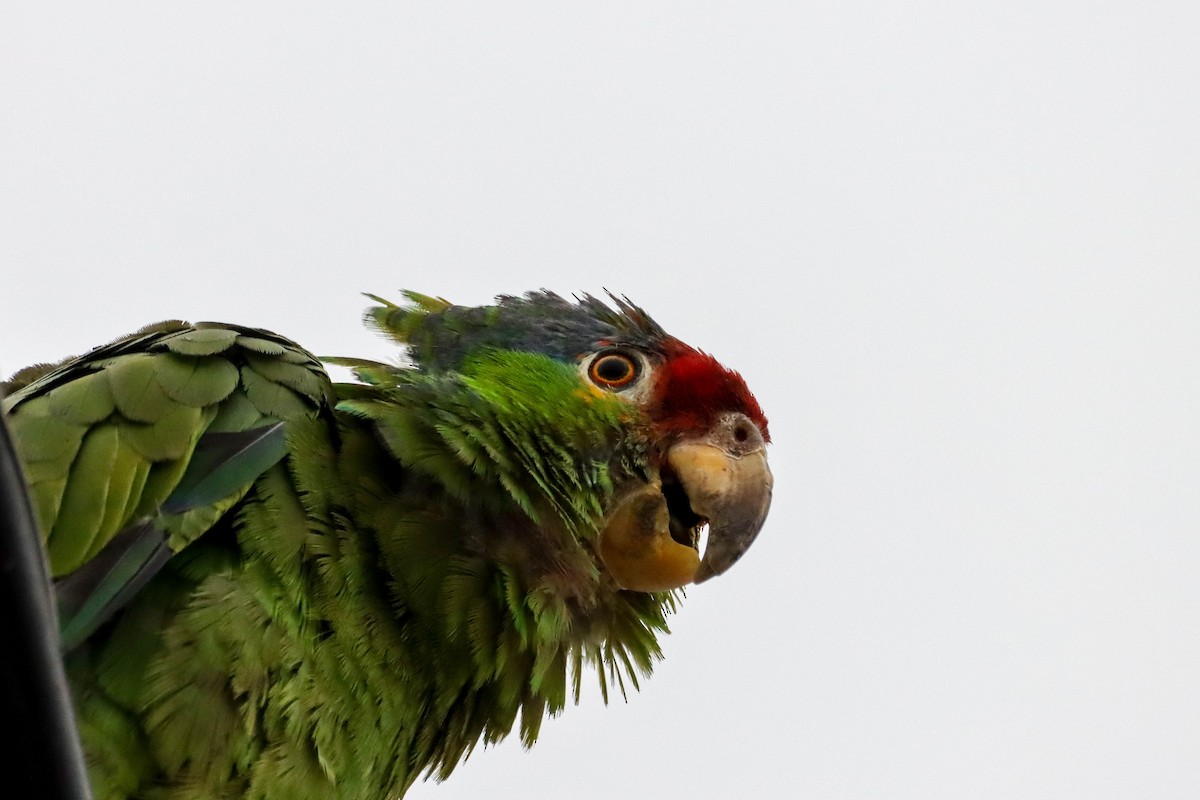 Red-crowned x Red-lored Amazon (hybrid) - ML590000361