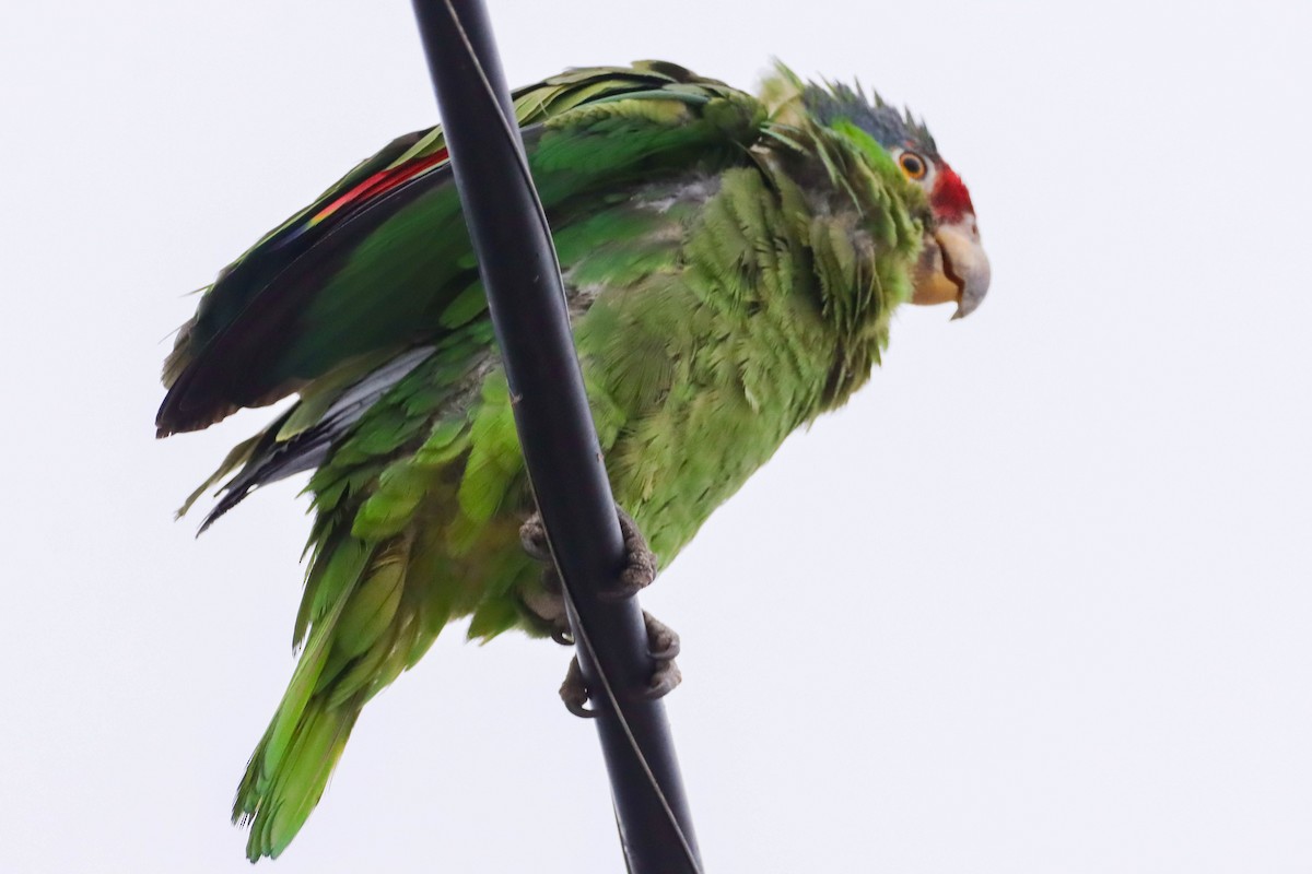 Red-crowned x Red-lored Amazon (hybrid) - ML590000381