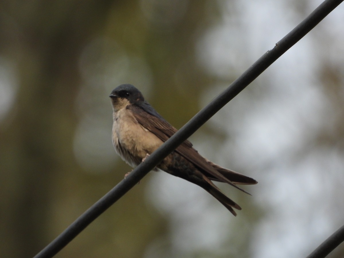 Brown-bellied Swallow - ML590000751