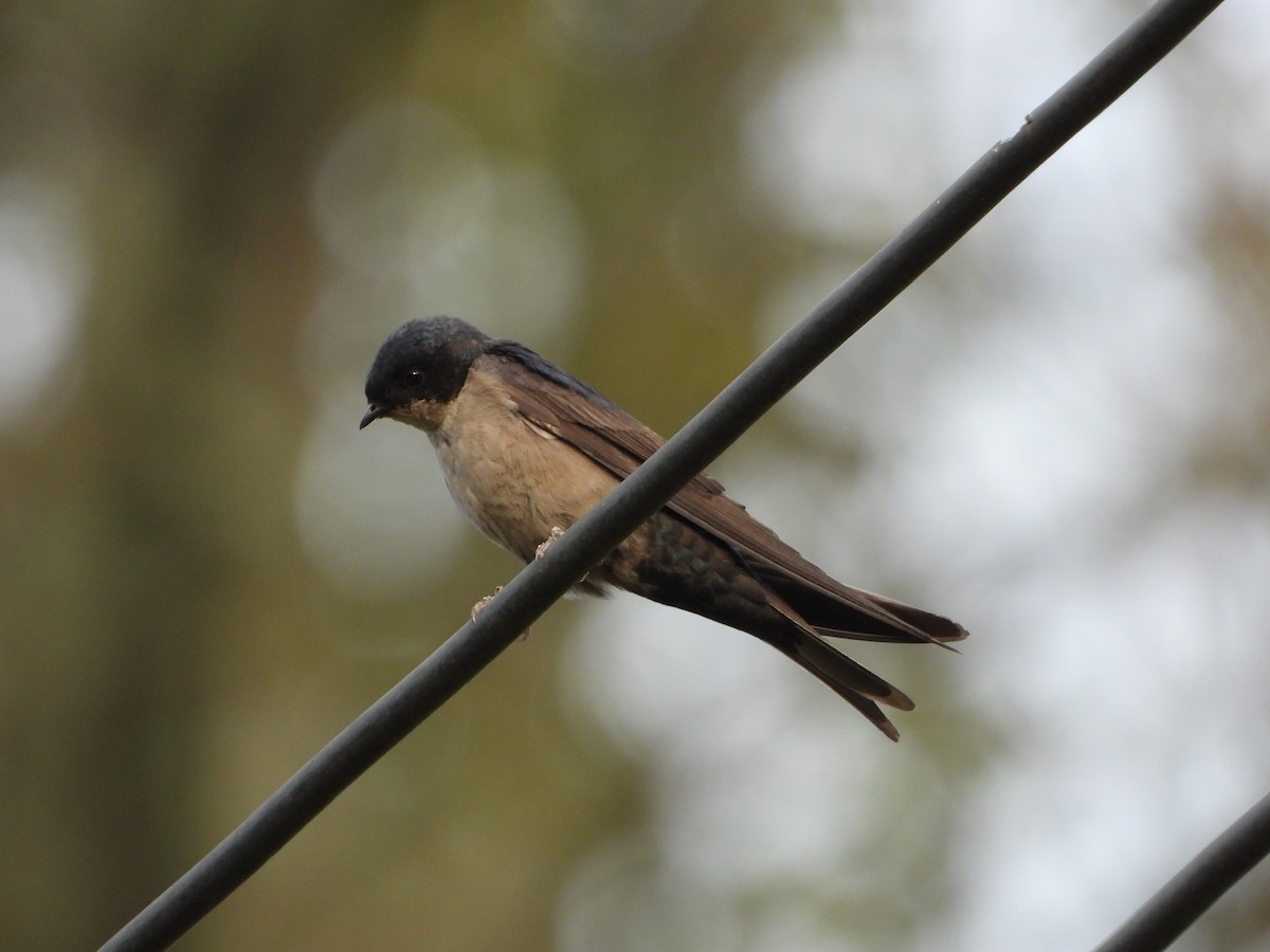 Brown-bellied Swallow - ML590000761
