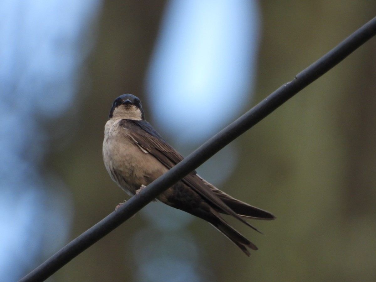 Brown-bellied Swallow - ML590000771