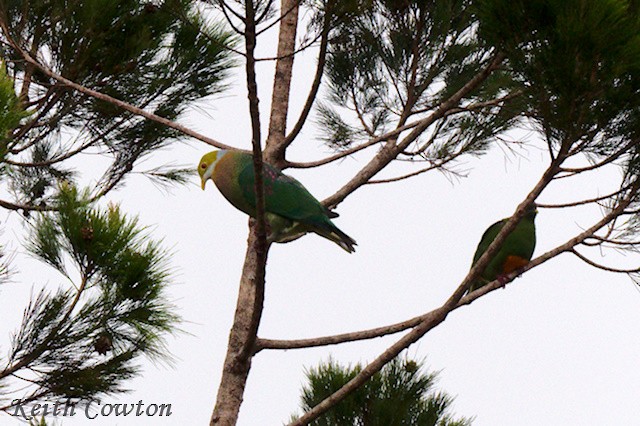 Pink-spotted Fruit-Dove - ML590001421