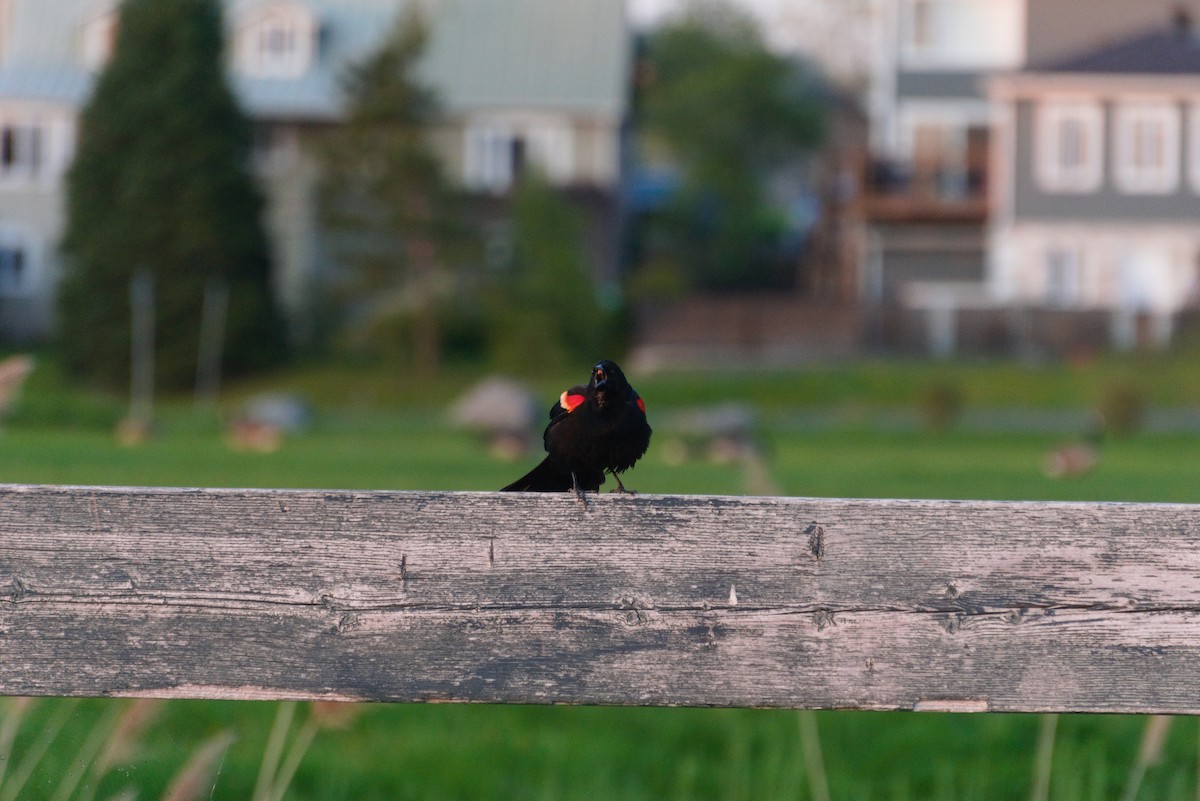 Red-winged Blackbird - ML590002461