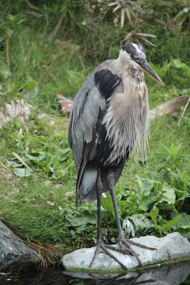 Great Blue Heron - ML590002841