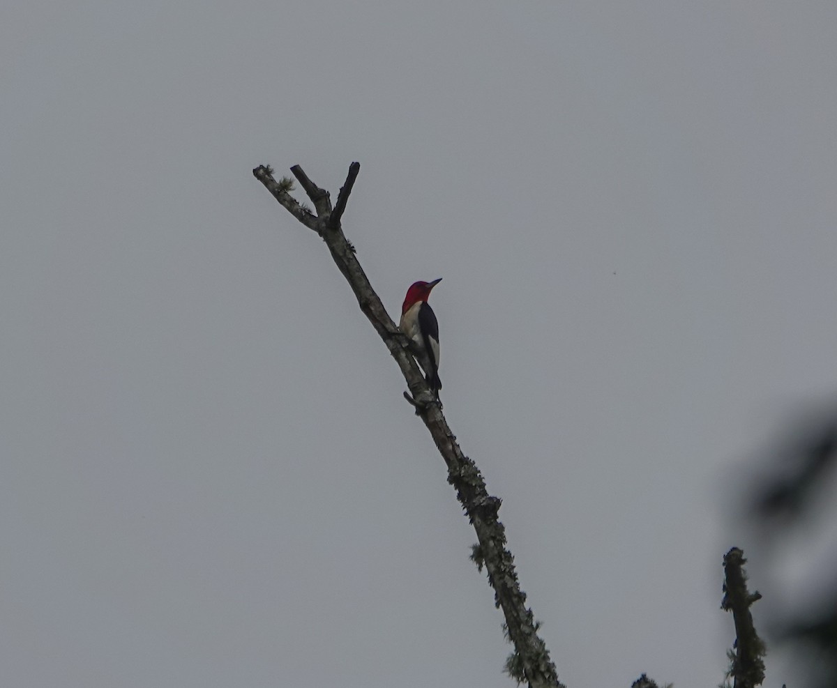 Red-headed Woodpecker - ML590003321