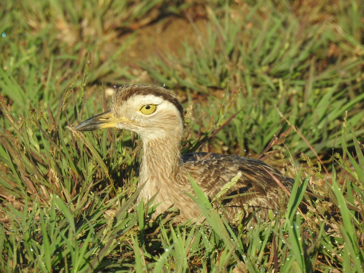 Double-striped Thick-knee - ML590004181