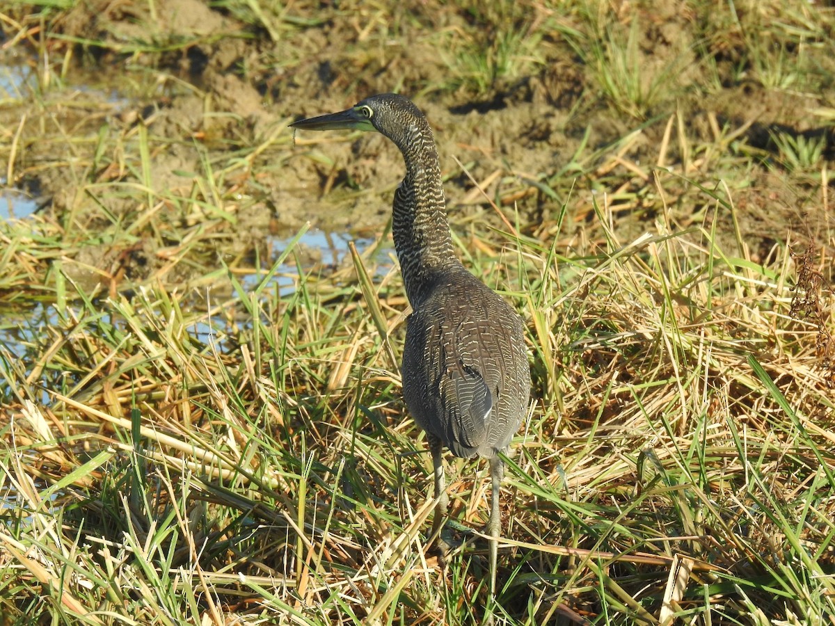 Bare-throated Tiger-Heron - ML590004731