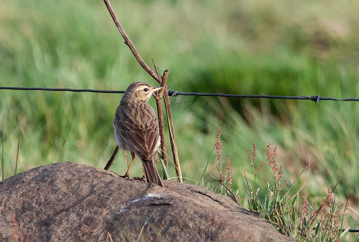 African Pipit (African) - ML590005201