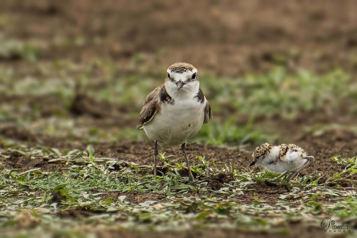 Kentish Plover (Hanuman) - ML590005541