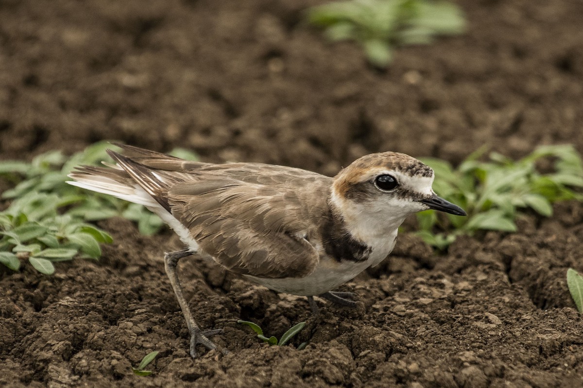 Kentish Plover (Hanuman) - ML590005591