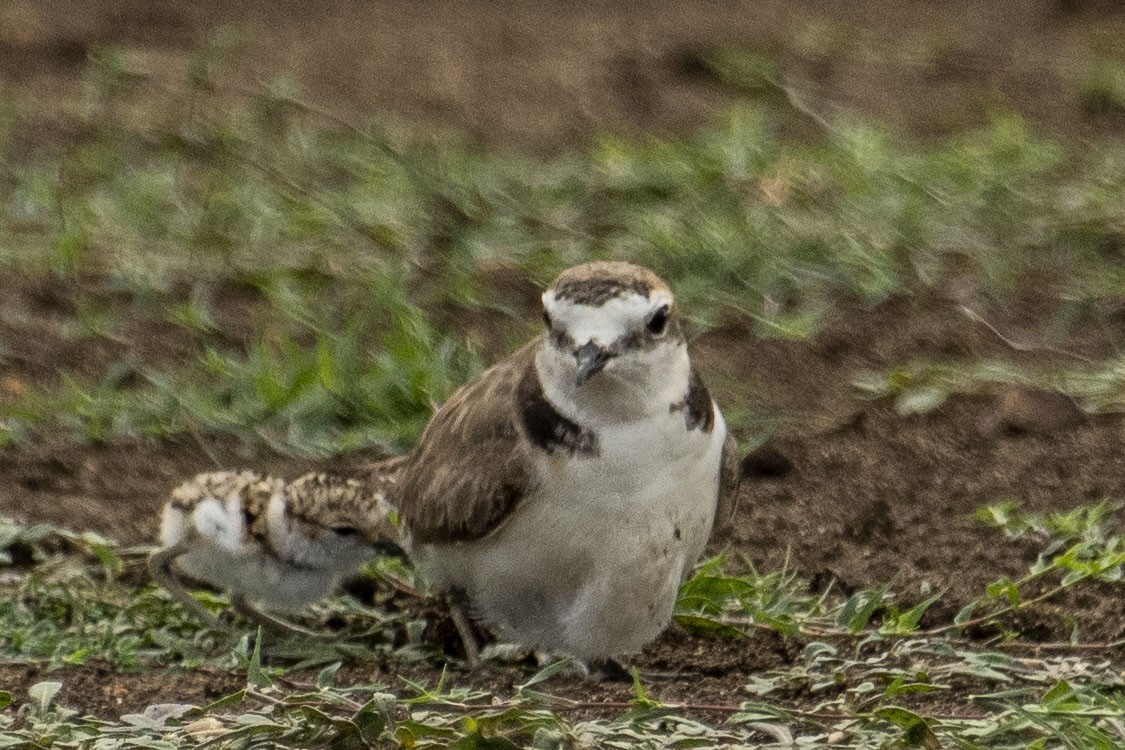 Kentish Plover (Hanuman) - ML590005671