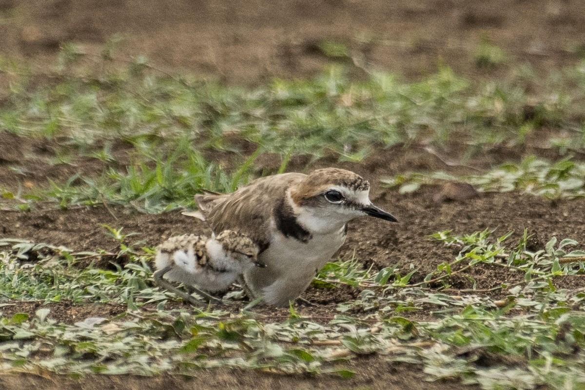 Kentish Plover (Hanuman) - ML590005731