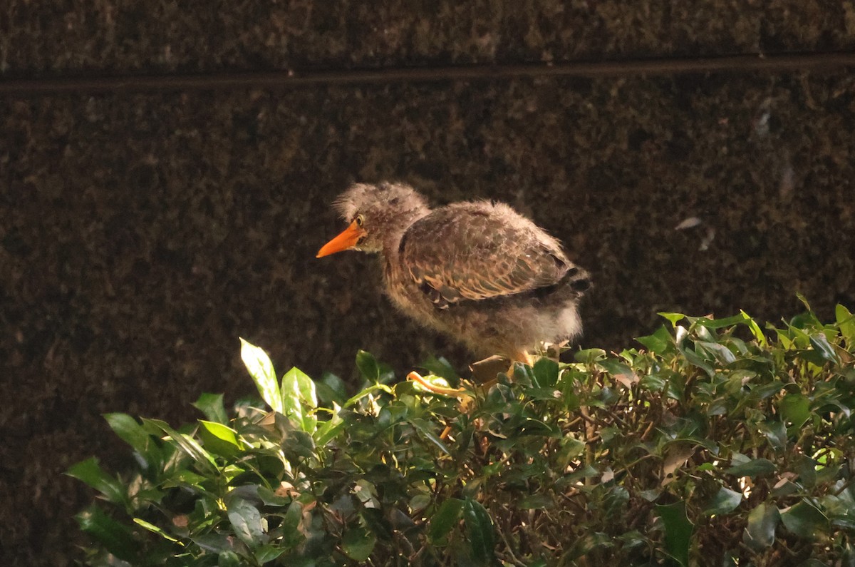 Green Heron - Sarah Morris