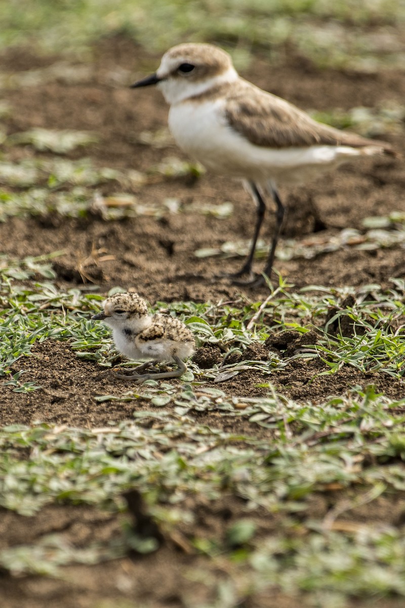 Kentish Plover (Hanuman) - ML590005871