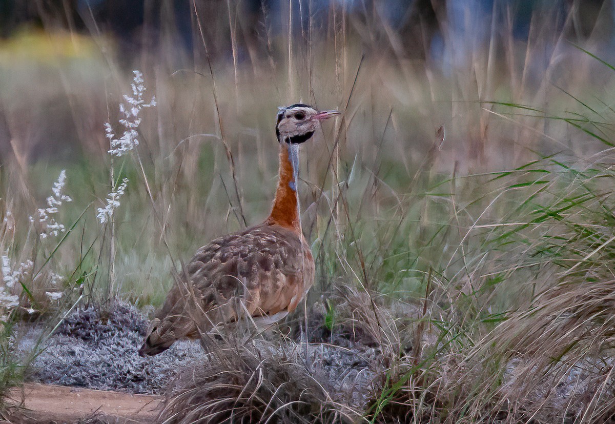 White-bellied Bustard (Barrow's) - ML590006291