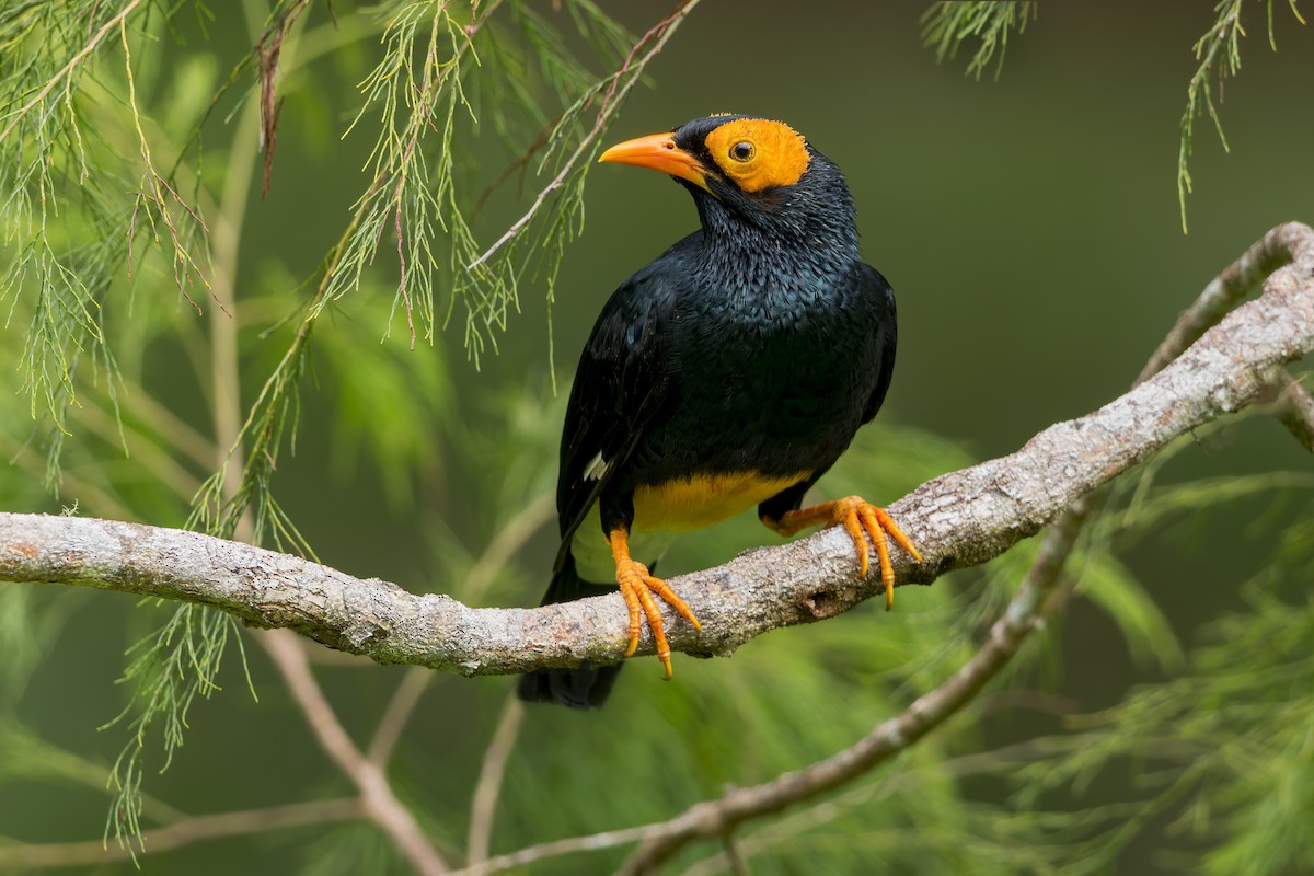 Yellow-faced Myna - ML590006301