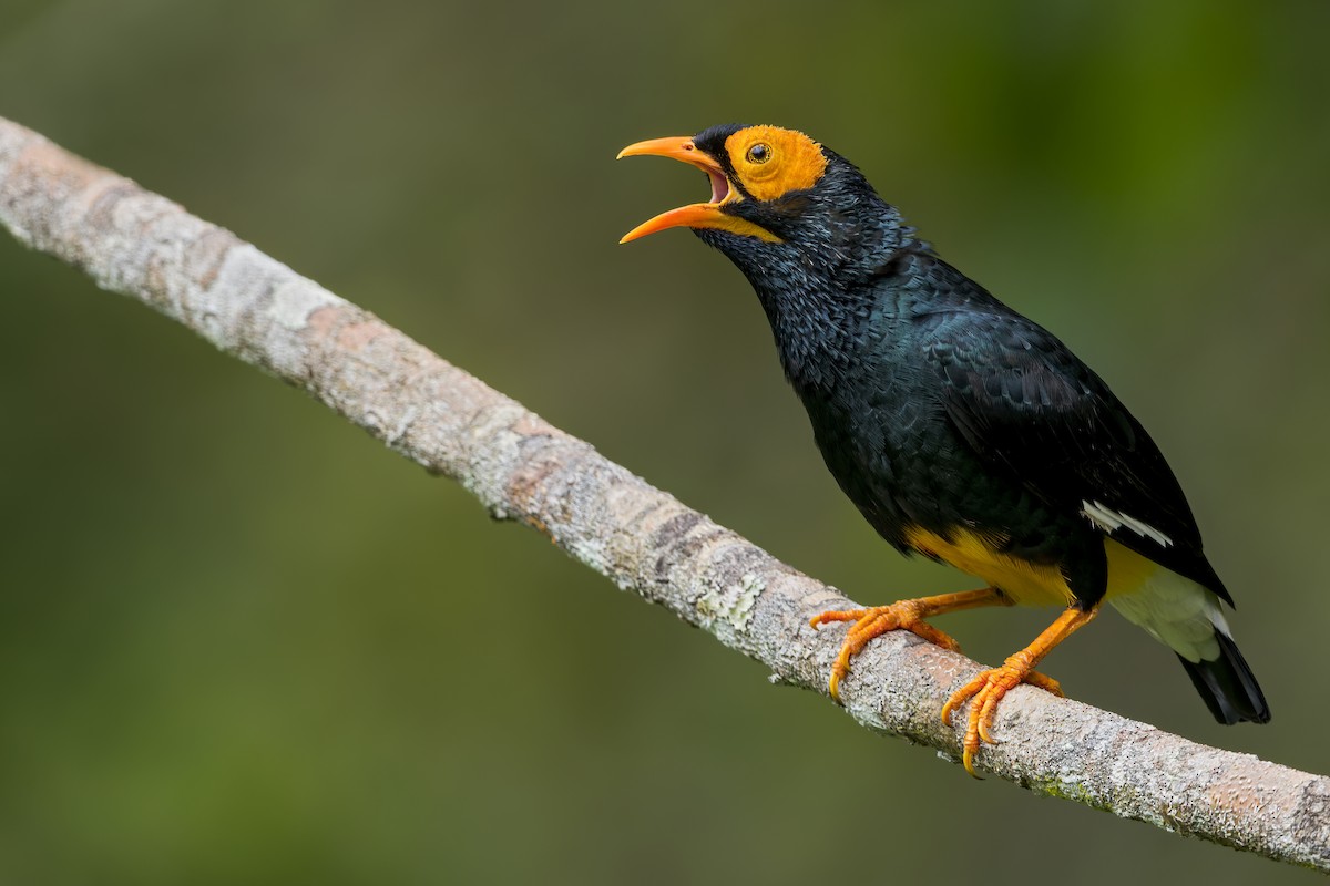 Yellow-faced Myna - ML590006331