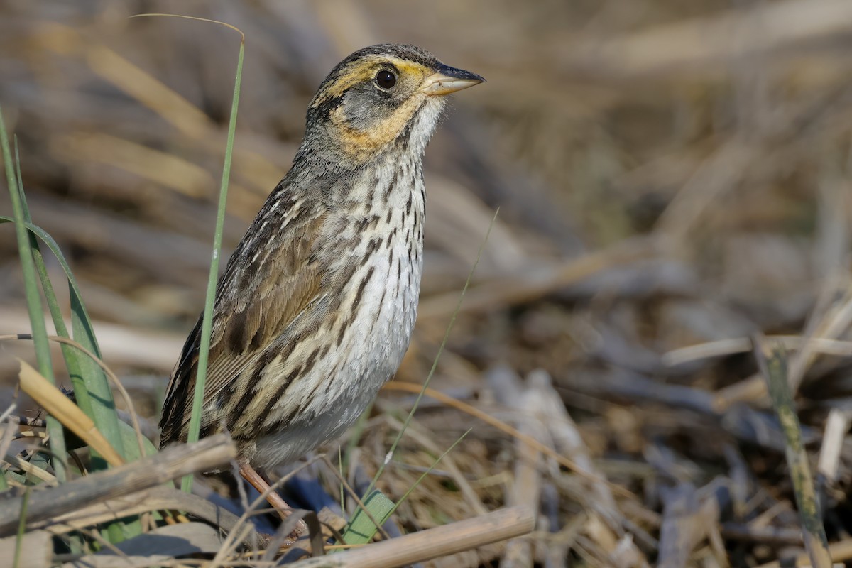Saltmarsh Sparrow - ML590006961