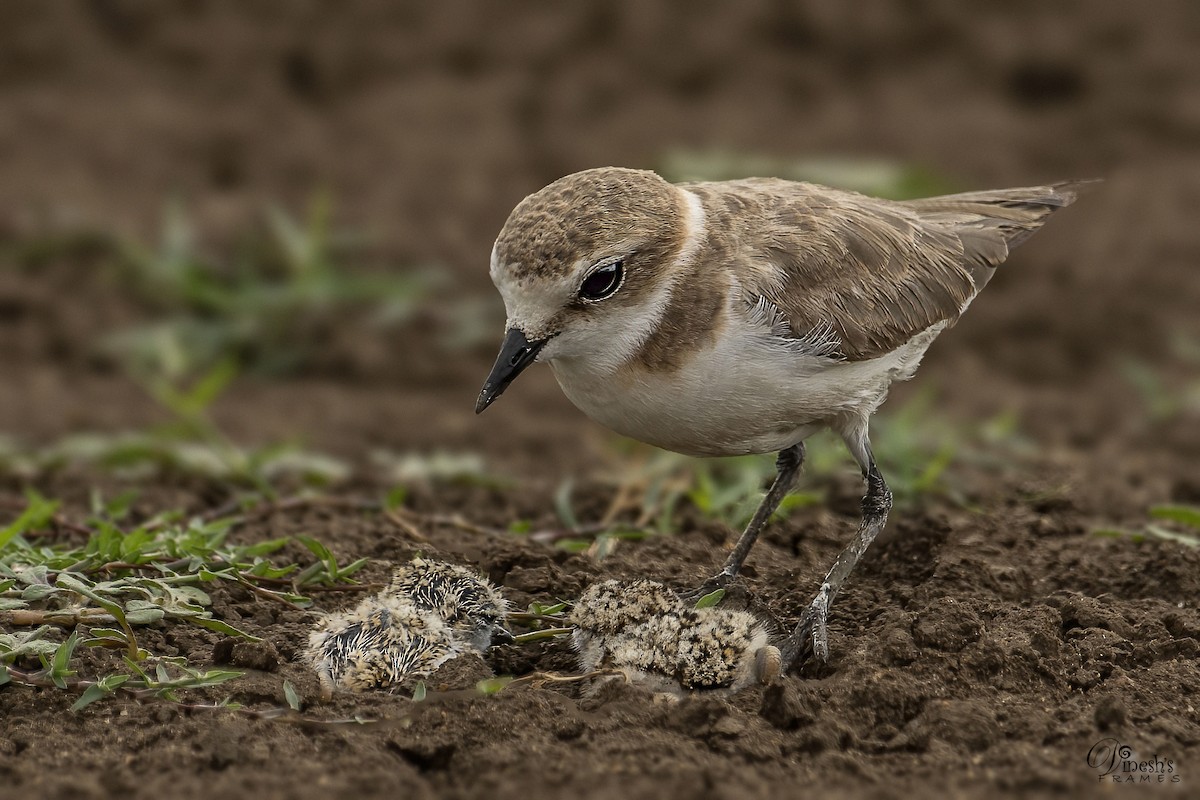 Kentish Plover (Hanuman) - ML590007021