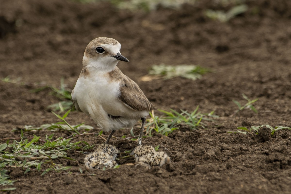 Kentish Plover (Hanuman) - ML590007121