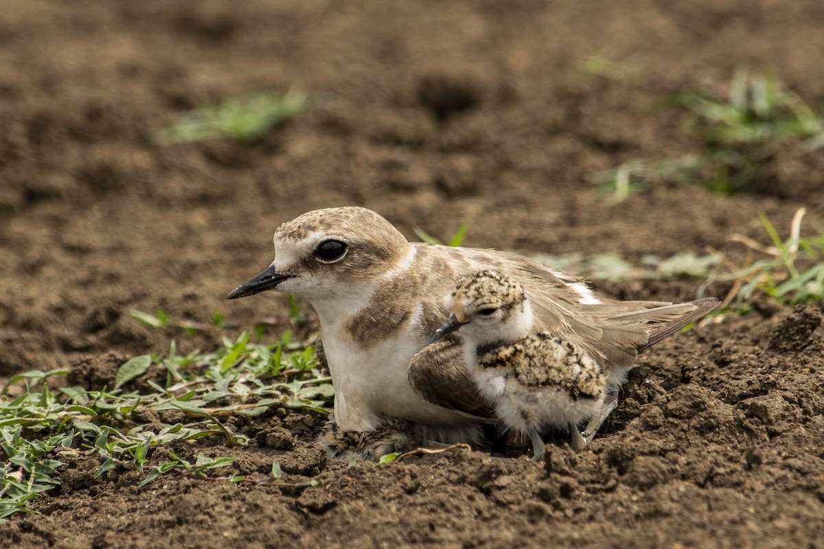 Kentish Plover (Hanuman) - ML590007411