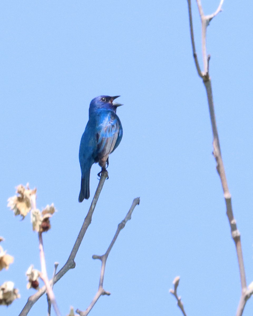 Indigo Bunting - ML590007791