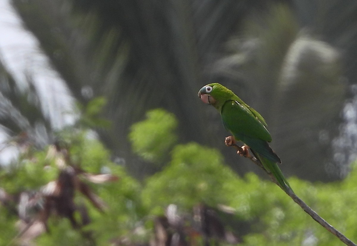 Blue-crowned Parakeet - ML590008281