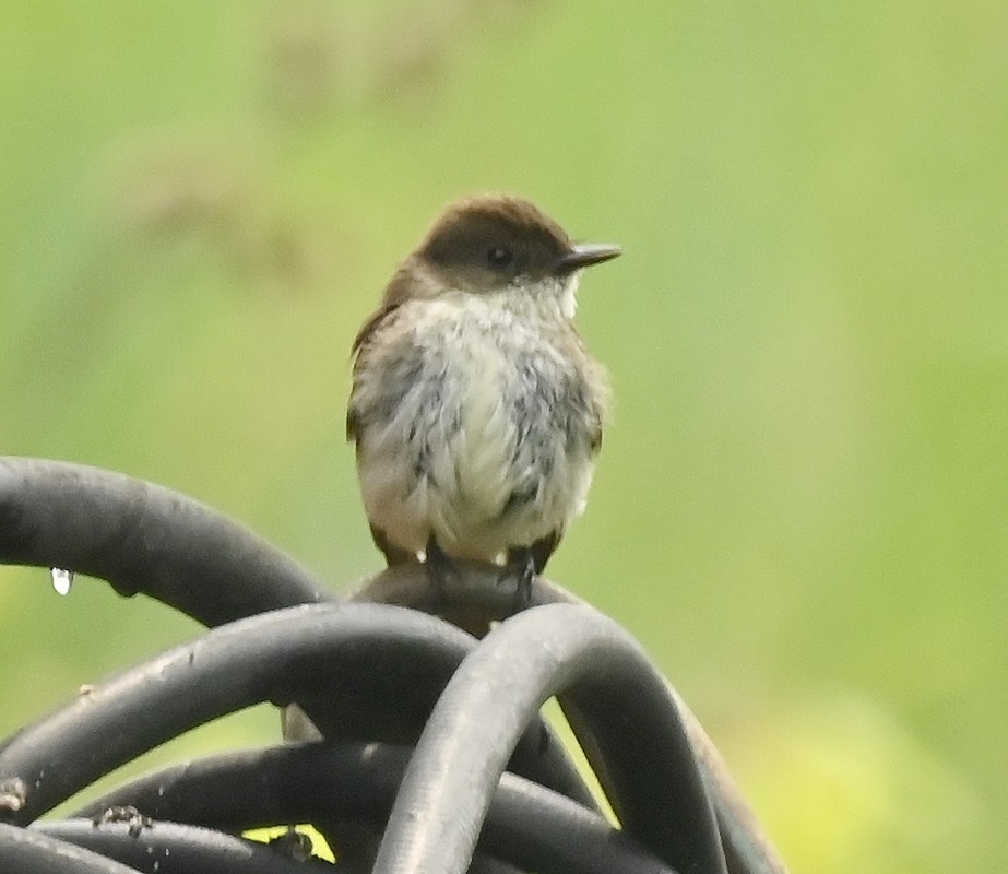 Eastern Phoebe - Regis Fortin