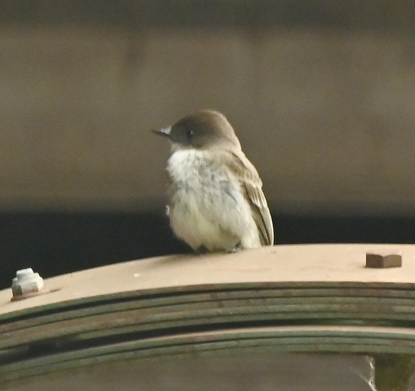 Eastern Phoebe - Regis Fortin