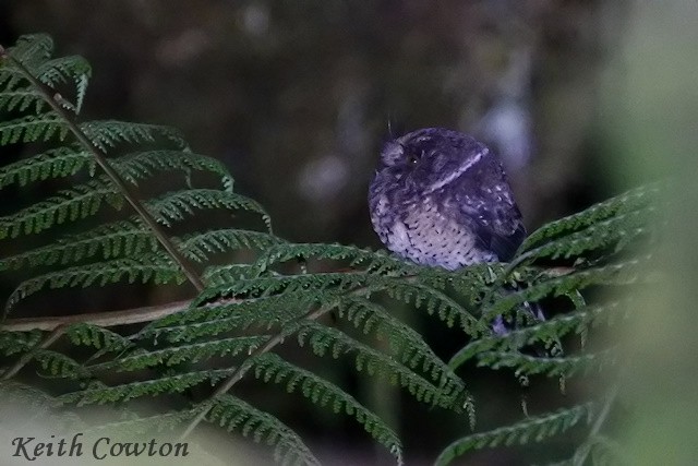 Mountain Owlet-nightjar - Keith Cowton